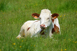 Dépannage chauffe-eau Montbéliard